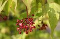 Acer palmatum 'Osakazuki': Flowers