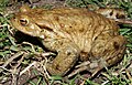 Bufo bufo male