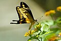 Giant Swallowtail, National butterfly