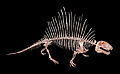 Dimetrodon, National non-mammalian synapsid of America