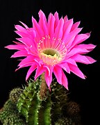 Echinopsis sp. (Cactus flower)