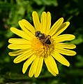 Image 96Hoverfly on flower