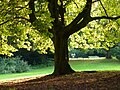 Kastanienbaum im Grüneburgpark