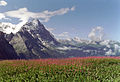 Polygonum at the Grosse Scheidegg