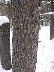 Trunk with Dendroctonus ponderosae infestation, Canada