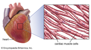 Thumbnail for File:Muscle-fibers-wall-heart.webp