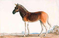 Quagga, an extinct equid.