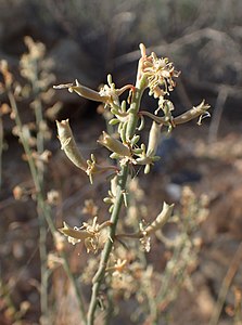 Reseda scoparia