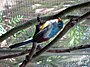 Male Sumatran Trogon