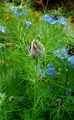 Nigella damascena