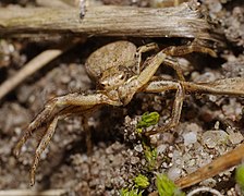 2014.03.09.-18-Kaefertaler Wald-Mannheim-Braune Krabbenspinne-Weibchen.jpg