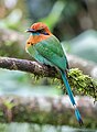 Image 101Broad-billed motmot at the Arenal Observatory