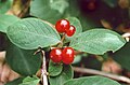 Typical feature: berries standing in couples