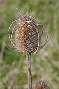 Dipsacus fullonum 128274623.jpg