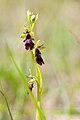 Ophrys insectifera