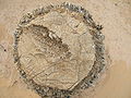 Cut stump showing lack of growth rings, Merzouga, Morocco