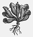 Oldest known picture, from Clusius' "Rariorum plantarum historia", cf. 18, 1601