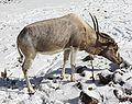 Addax at Louisville Zoo