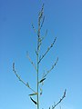 Inflorescence (individual with predominantly female flowers)