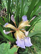 Iris foetidissima