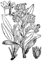 Anchusa officinalis Volovski jezik plate 218 in: Martin Cilenšek: Naše škodljive rastline Celovec (1892)