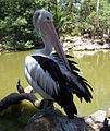 Pelecanus conspicillatus