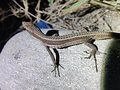 Takydromus sexlineatus 174386223.jpg