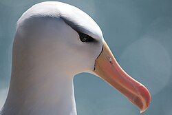 Black browed albatros at the island of Heligoland