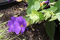 Thunbergia togoensis