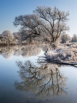 "Winter-Regnitz-Baum-PC310023-PSD.jpg" by User:Ermell