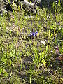 Flowering plant, The Netherlands