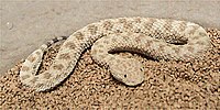 Cerastes vipera