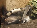 Giant Anteater