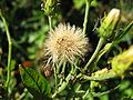 Hieracium umbellatum on the German island Hiddensee