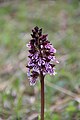 Orchis purpurea France - La Repentance