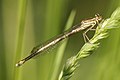 * Nomination White-legged Damselfly (Platycnemis pennipes), female, Chemnitz, Germany --LC-de 22:40, 6 June 2014 (UTC) * Promotion Good quality. --NorbertNagel 06:37, 7 June 2014 (UTC)