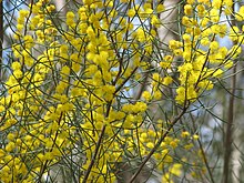 Acacia rigens.jpg