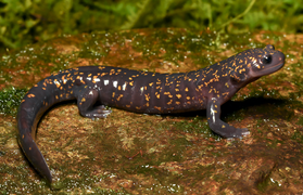 Hynobius fossigenus ("Japanese Rift Salamander") male holotype