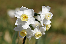 Narcissus (Daffodil)