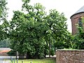 1000 year old pedunculate oak.