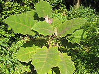 Solanum quitoense