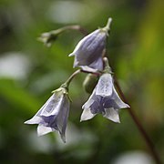 Solanum longiconicum