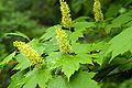 Foliage and flowers