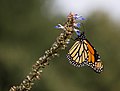 Image 9Monarch butterfly