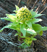 Petasites japonicus