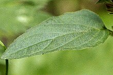 Prunella.vulgaris4.-.lindsey.jpg