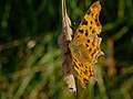 C-Falter - Nymphalis c-album oder Polygonia c-album, am Bruchgraben in den Kirschgartshäuser Schlägen