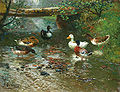 Adolf Lins Enten