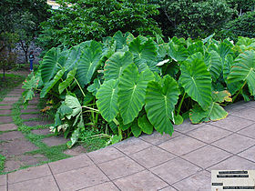 Botanic garden Madeira