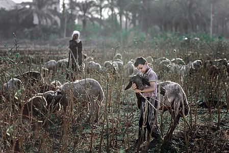 3rd Prize: Traditional goat herders in Egypt by User:Hassanelsayadd